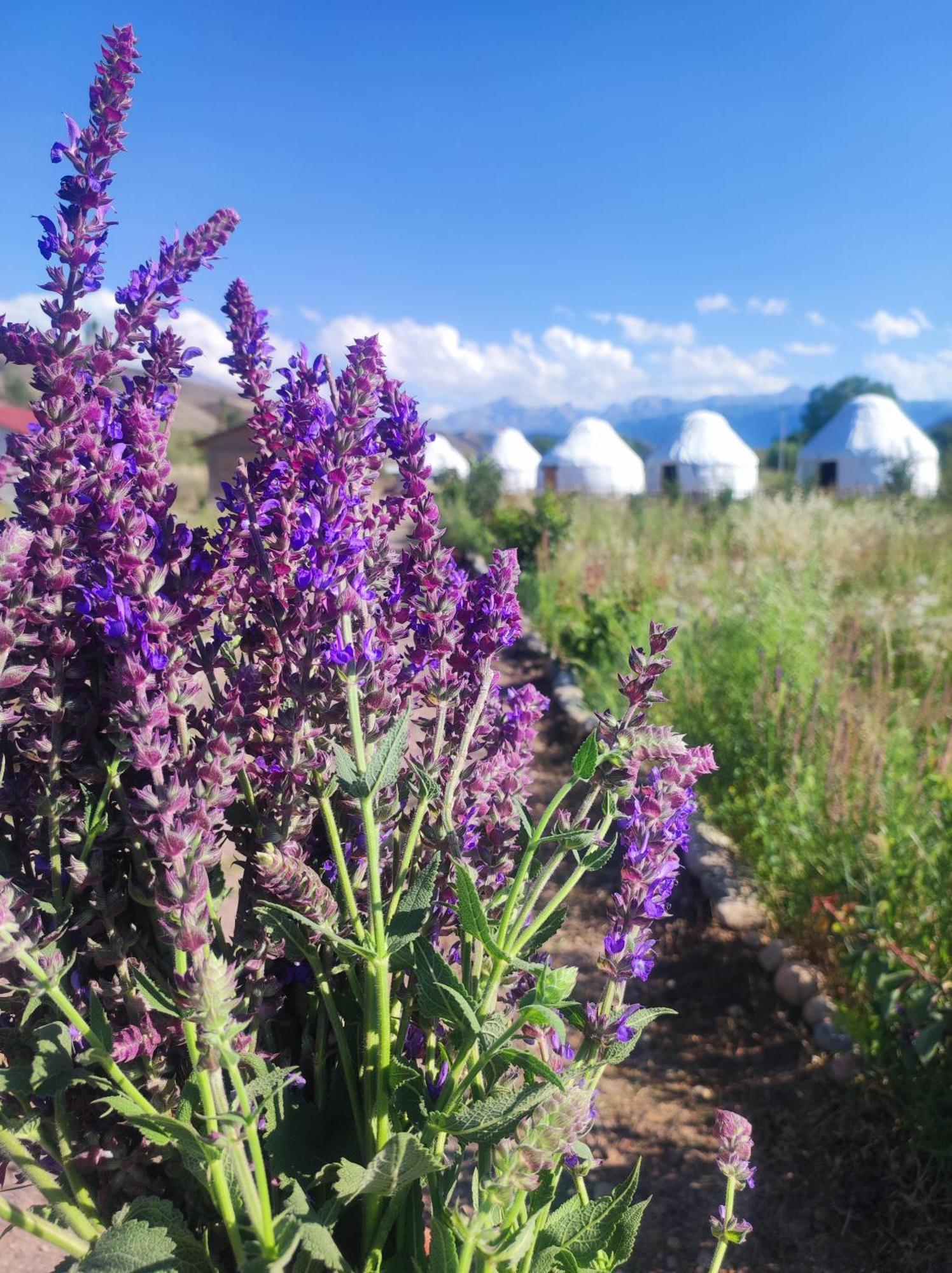 Dzhetyoguz Eco Village Lodge מראה חיצוני תמונה